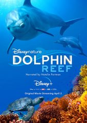 Dolphin Reef Hd izle