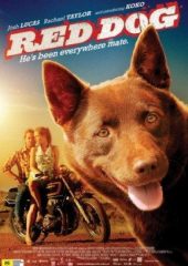 Kırmızı Köpek Hd izle